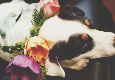 Close-up of dog indoors