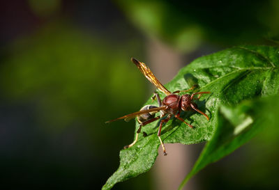 The hornet on the leaf