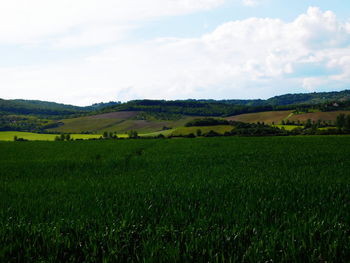 Scenic view of grassy field against sky