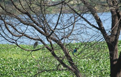 Low angle view of bare tree in forest