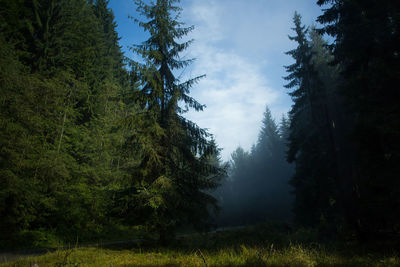 Pine trees in forest against sky