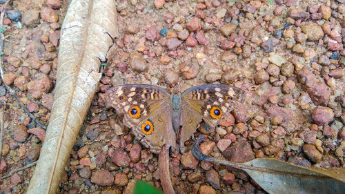 A gray butterfly sitting on the ground