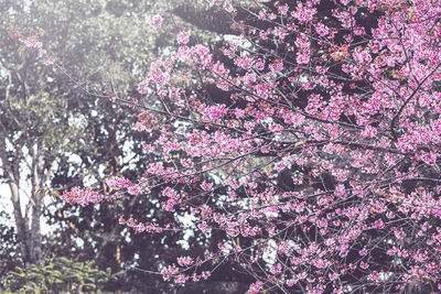 Low angle view of pink cherry blossoms in spring