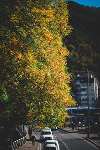 Trees by road in city during autumn