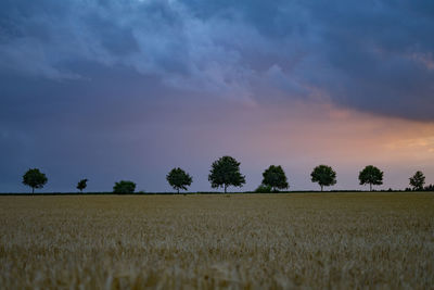 Last sunlight above grain field