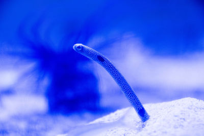 Close-up of jellyfish swimming in water