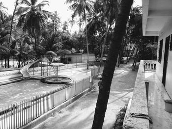 Palm trees by swimming pool in city
