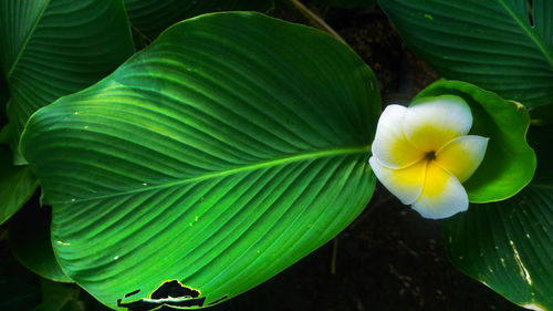 Close-up of green leaf on plant