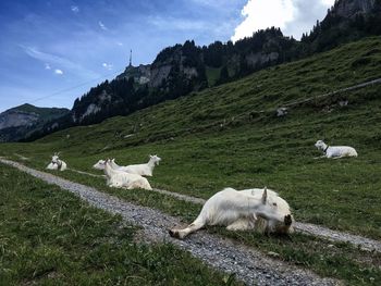 Sheep on field against sky