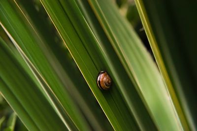 Close-up of snail on leaves