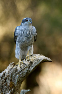 Close-up of bird perching on branch