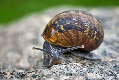 Close-up of snail