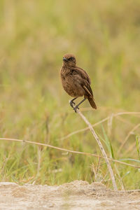 Bird perching on a field