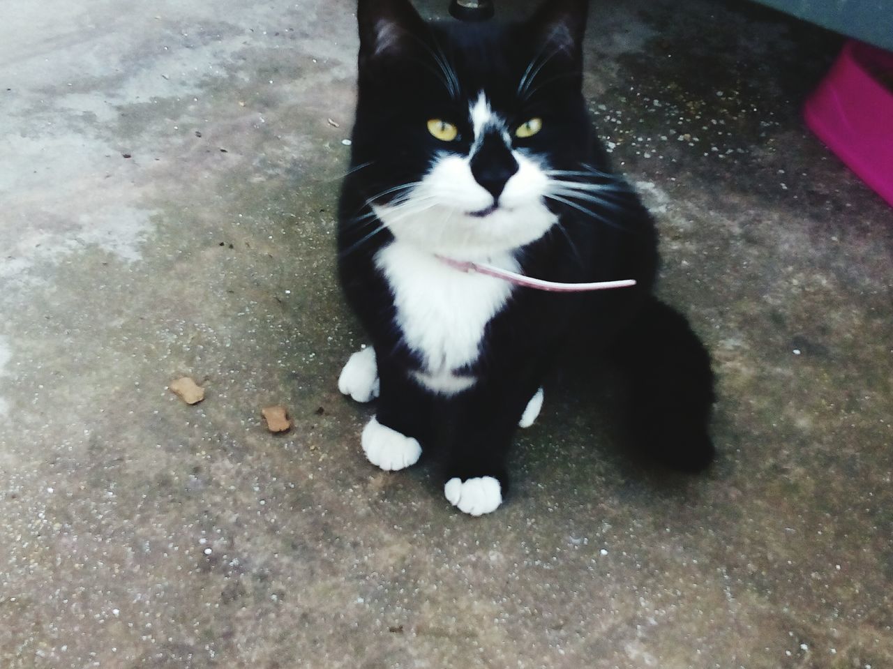 pets, domestic animals, domestic cat, animal themes, one animal, cat, looking at camera, portrait, mammal, feline, whisker, high angle view, black color, alertness, staring, sitting, close-up, relaxation, street, no people