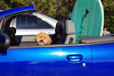 Portrait of smiling young woman in car