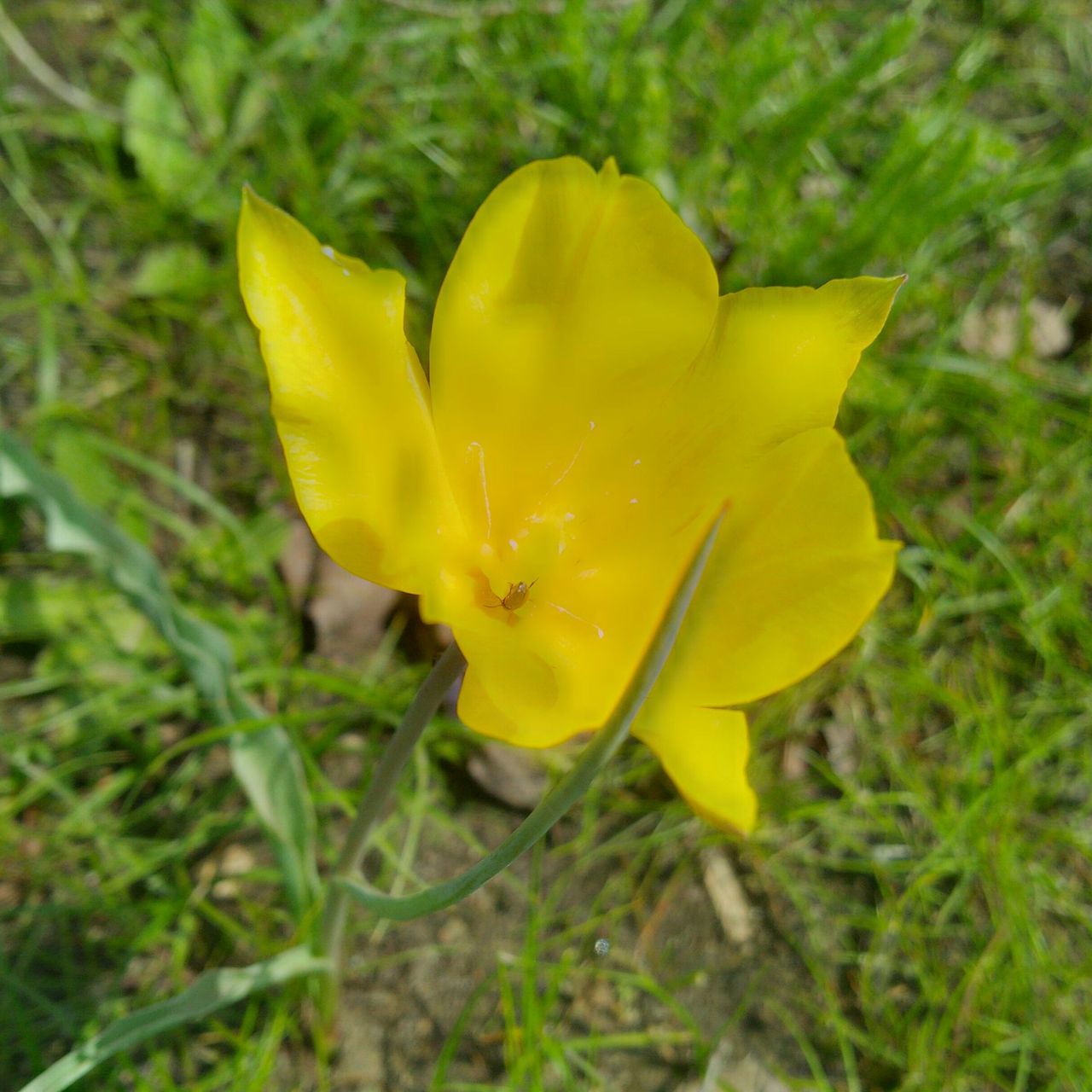 flower, petal, yellow, flower head, freshness, fragility, single flower, growth, close-up, beauty in nature, nature, blooming, focus on foreground, field, plant, pollen, in bloom, stamen, day, outdoors