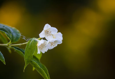 Close-up of white flowering plant