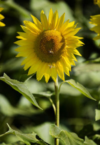 Close-up of yellow sunflower on plant