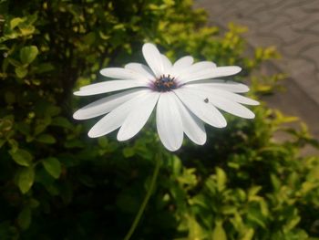 Close-up of white flower