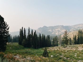 Trees on field against clear sky