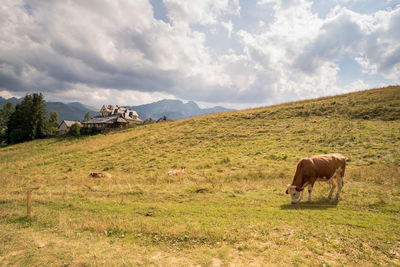 Horse in a field