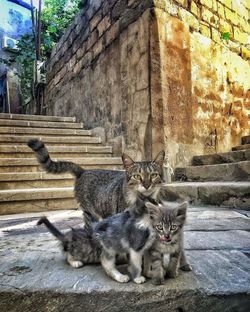 Portrait of cat on steps