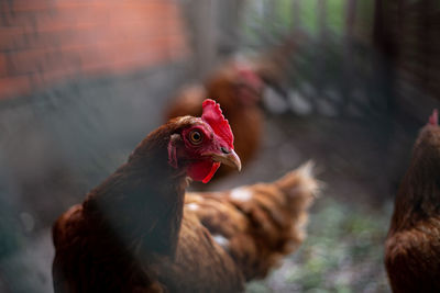 Close-up of a bird