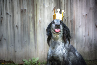 Close-up of dog