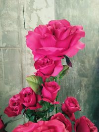 Close-up of pink roses blooming outdoors