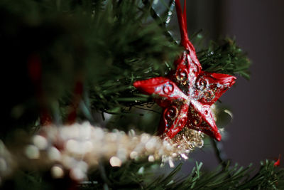 Close-up of christmas tree