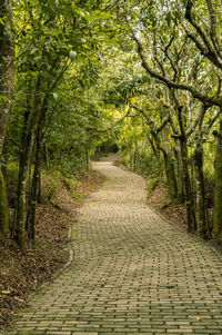 Footpath amidst trees in forest