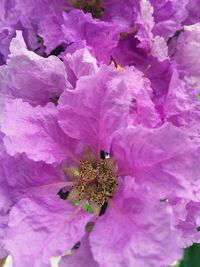 Close-up of honey bee on purple flower