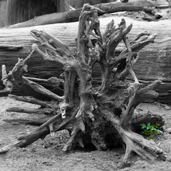 Driftwood on tree trunk in field