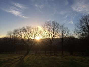 Trees against sky during sunset