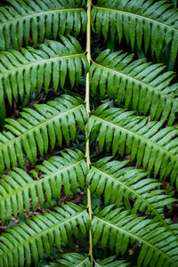 Full frame shot of plant