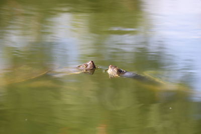 Ducks swimming in lake