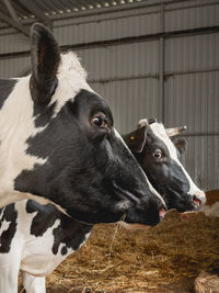 Close up portraits of black and white cows chewing hay. herd of cows in cowshed. animal husbandry. 