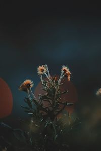 Close-up of flowers against sky at night