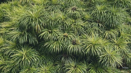 Full frame shot of palm trees