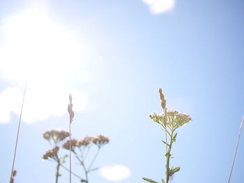 Low angle view of flowers against sky