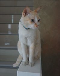 Close-up of cat looking away