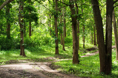 Road amidst trees in forest