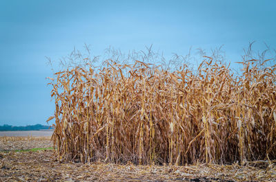 Rows of dry