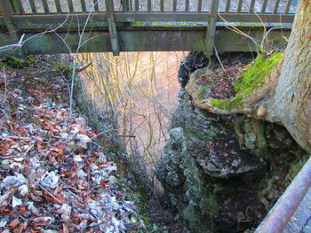 Close-up of moss growing on rock