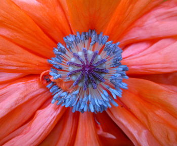 Close-up of fresh orange flower blooming outdoors