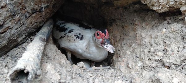 High angle view of birds on rock