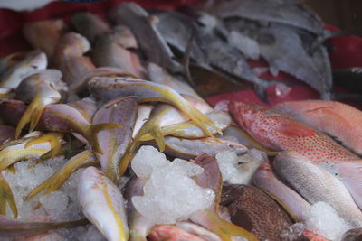 Close-up of fish for sale at market