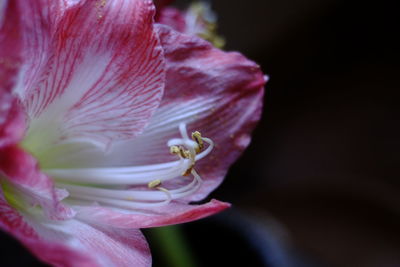 Close-up of pink rose flower