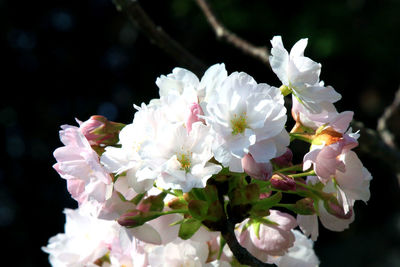 Close-up of white cherry blossom