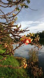Tree by lake against sky during sunset